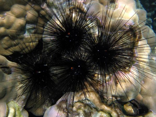 post-29173-0-41716700-1369936902_thumb.j