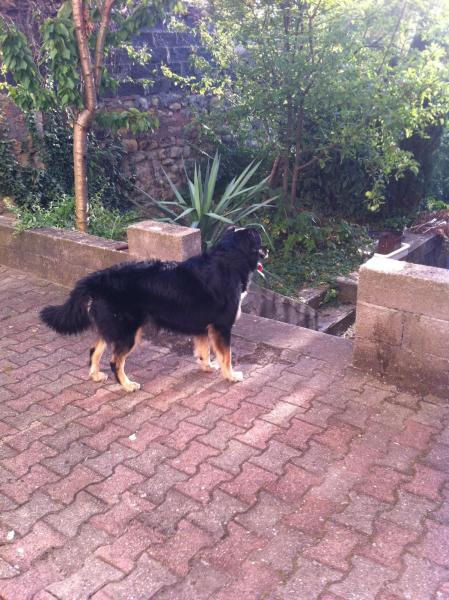 post-30531-0-04007900-1364991829_thumb.j