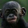 Frozen_Bonobo